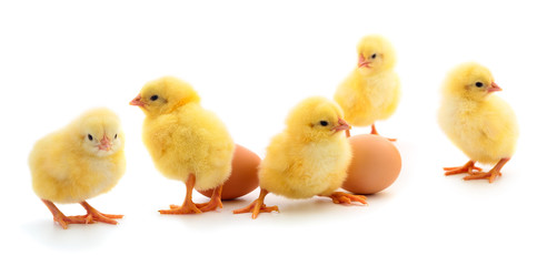 Five yellow chickens and eggs.