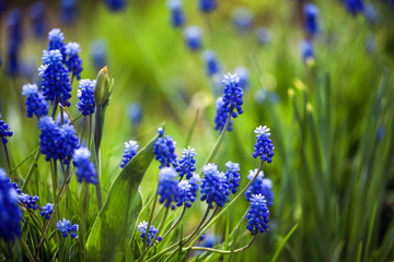 Muscari.