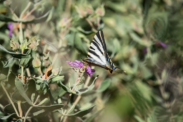 Southern Swallowtail Butterfly on Grey Leaved Rock Rose in Springtime