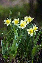 Fototapeta premium Narcissus