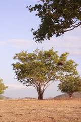 Arvores no Ceará