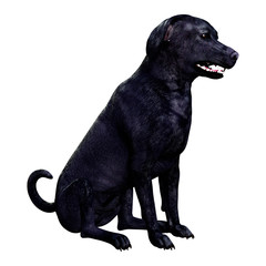 3D Rendering Labrador Dog on White