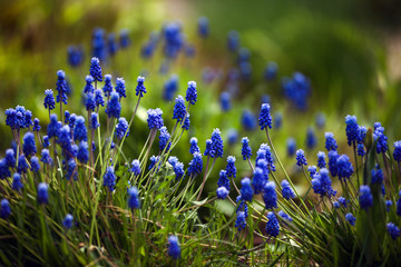 Muscari.