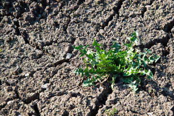 A bunch of green grass grown on dry soil. Dry soil and the grass-awaited growth because the world warms up every year.