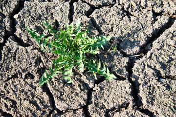 A bunch of green grass grown on dry soil. Dry soil and the grass-awaited growth because the world warms up every year.