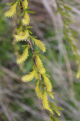 Black willow catkins at the Chicago Botanic Garden in Glencoe, Illinois