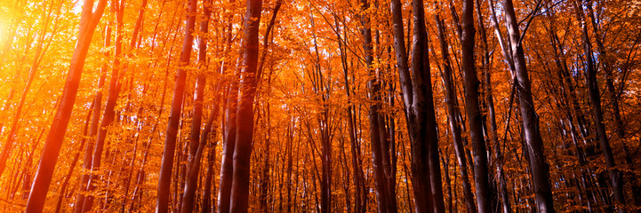 Banner 3:1. Autumn treetops in fall forest. Sky and sunlight through the autumn tree branches....