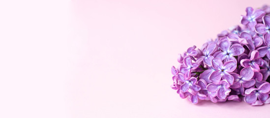 Banner for a site or facebook with branches of purple lilac.