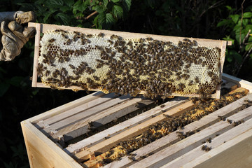 Honigwabe vor Bienenstock mit Imker