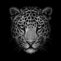 Monochrome, black and white portrait of Jaguar looking forward on a black background.