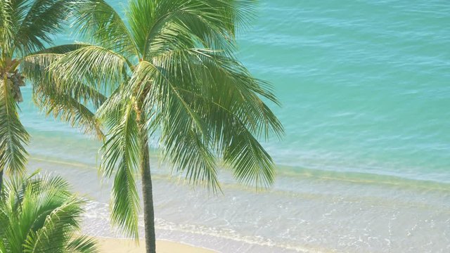 Palm trees in Hawaii in 4k slow motion 60fps