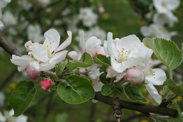 Biało różowe kwiaty jabłoni - obrazy, fototapety, plakaty