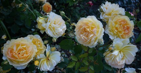 Berlin Roses, Germany