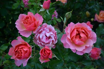 Berlin Roses, Germany