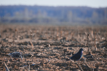 Wild pigeon in the field close-up of the day