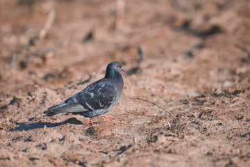 Wild pigeon in the field close-up of the day