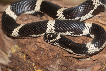 Milk Snake on the North Carolina Coast