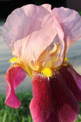 Fototapeta na wymiar The iris flower closeup, Beautiful purple flower in bloom on a crisp spring morning