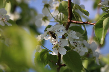 bee on a flower