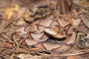 Southern Copperhead on the North Carolina Coast