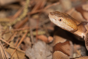 Southern Copperhead on the North Carolina Coast