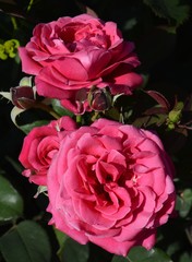 Berlin Roses, Germany