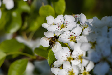 bee on a flower