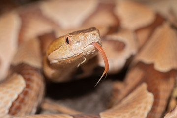 Southern Copperhead on the North Carolina Coast