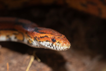 Corn Snake on the North Carolina Coast