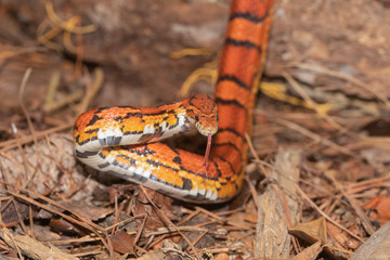 Corn Snake on the North Carolina Coast