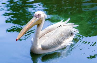 ペリカン　シロペリカン　池で泳ぐ