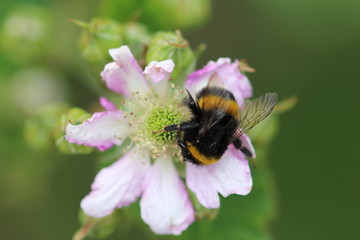 Hummel