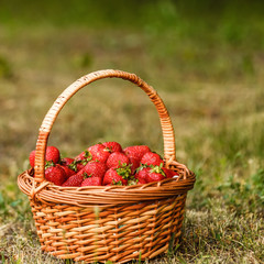 Ripe sweet strawberries in wicker basket