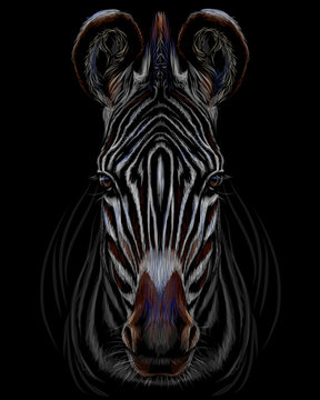 Realistic color portrait of zebra on a black background.