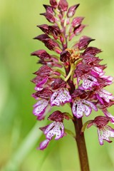 Nahaufnahme eines blühenden Knabenkraut