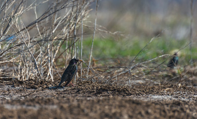 Blackbird close-up on the grass on a spring day