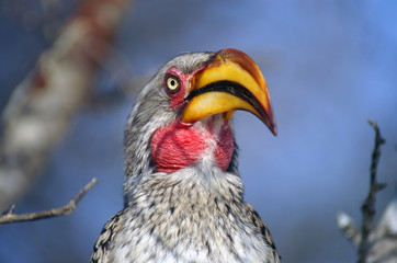 Hornbill overlooking savannah