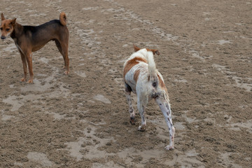 Thai Dogs walking on the beach.