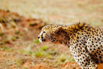 Wary cheetah