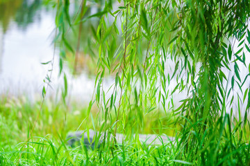 willow by the river