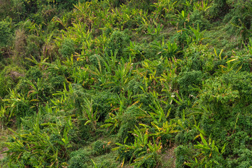 top view Nature dark green leaf of Banana Garden background.