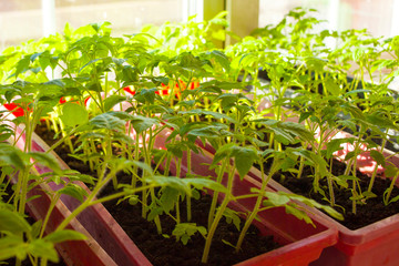 Growing and planting tomatoes with their own hands. Tomato seedlings