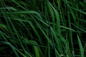 Wild grass growing in a field with dark background 