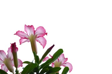 A beautiful bunch of pink adenium flower blossom in botanical garden on white isolated background 