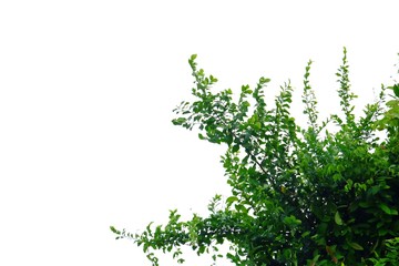 Top view tropical tree leaves with branches on white isolated background for green foliage backdrop 