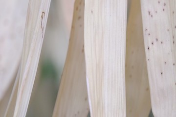 Blurred a row of brown bamboo leaves for background backdrop 