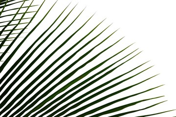 Obraz premium Coconut leaves with branches on white isolated background for green foliage backdrop 
