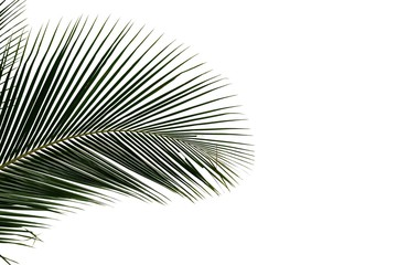 Obraz premium Coconut leaves on white isolated background for green foliage backdrop 