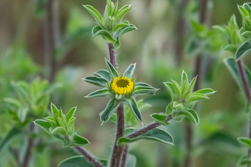 Spiny Starwort Inflorescence in Springtime
