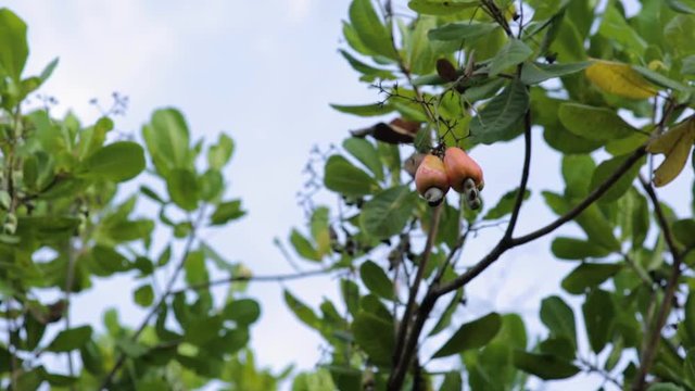 Beautiful view of a cashew tree with fruits. Flat plane. Zoom in. Low angle shot. Blurred effects